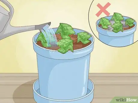 Imagen titulada Grow Lettuce Indoors Step 9