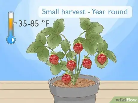 Imagen titulada Grow Strawberries Step 4