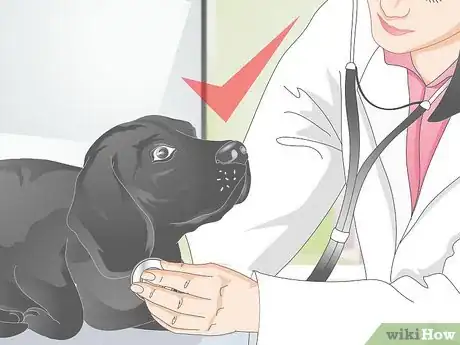 Imagen titulada Diagnose Yellow Foamy Vomit in Dogs Step 5