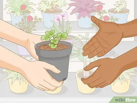 Imagen titulada Grow Strawberries Step 1