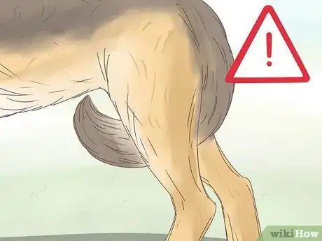 Imagen titulada Understand Your Dog's Body Language Step 9