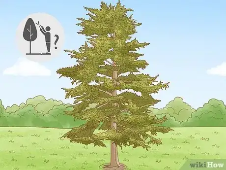 Imagen titulada Prune White Pine Trees Step 2