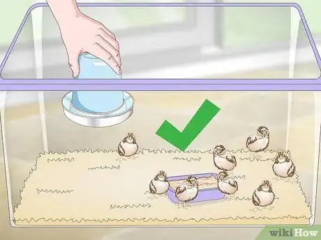 Imagen titulada Breed Quail Step 27