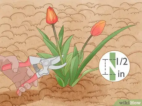 Imagen titulada Prune Tulips Step 6