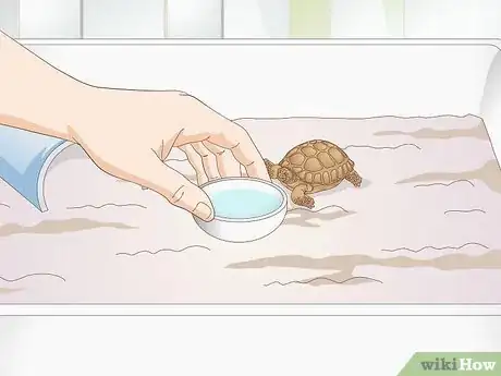 Imagen titulada Take Care of a Baby Tortoise Step 6