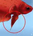 identificar peces Betta