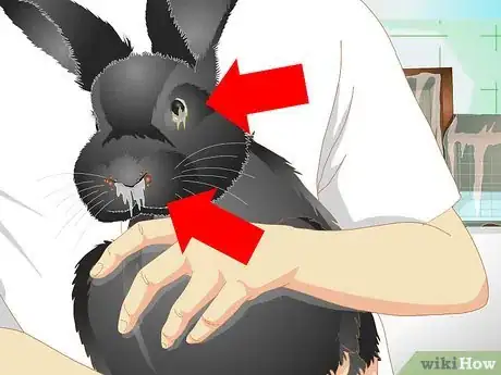 Imagen titulada Keep a Rabbit Warm Step 12
