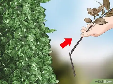 Imagen titulada Trim Shrubs Step 13