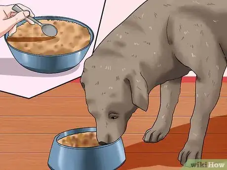 Imagen titulada Help Your Dog Lose Weight Step 7