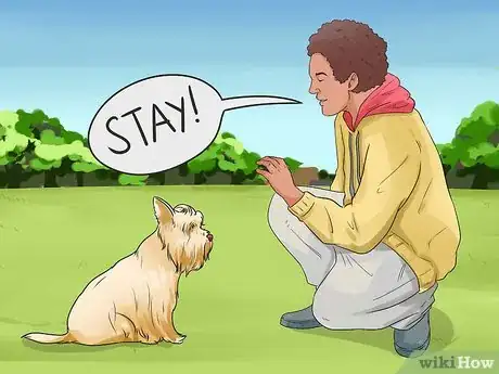 Imagen titulada Care for Yorkshire Terriers Step 3