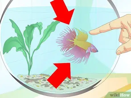 Imagen titulada Care for a Betta Fish in a Vase Step 9