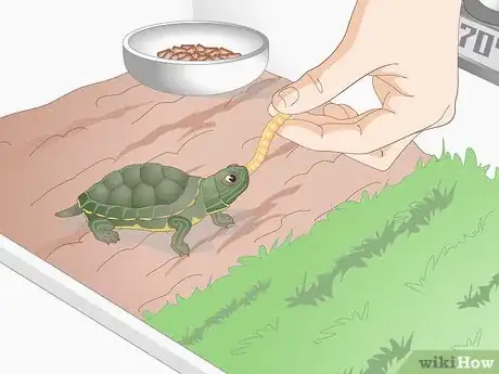 Imagen titulada Feed Your Turtle if It is Refusing to Eat Step 5