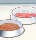 cuidar a tu perro si acaba de vomitar