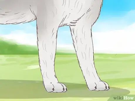 Imagen titulada Understand Your Dog's Body Language Step 3