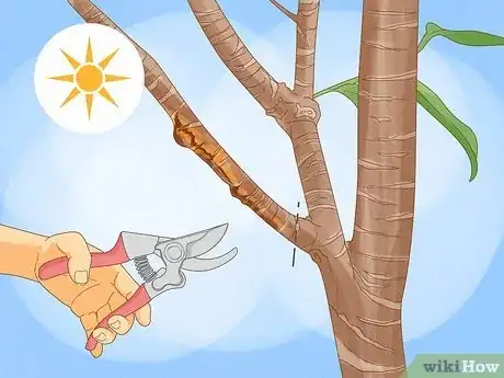 Imagen titulada Prune a Fruit Tree Step 2