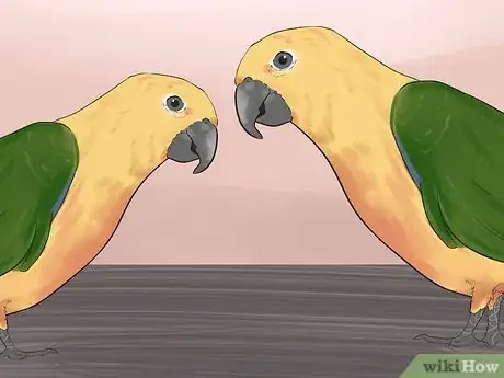 Imagen titulada Entertain a Conure Step 13