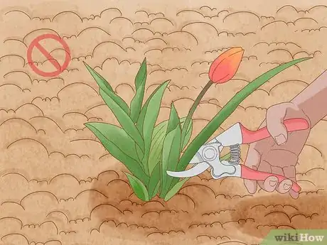 Imagen titulada Prune Tulips Step 7