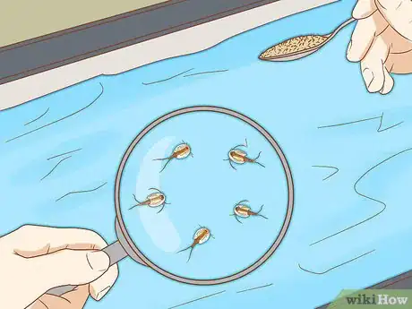 Imagen titulada Care for Triops Step 11