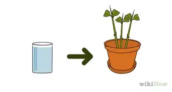 crecer hortensia de esquejes