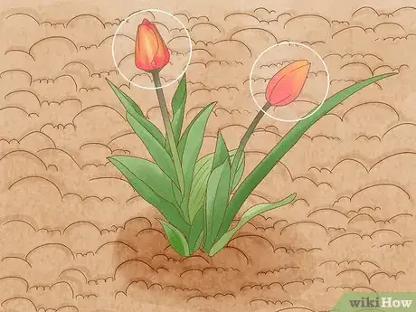 Imagen titulada Prune Tulips Step 5