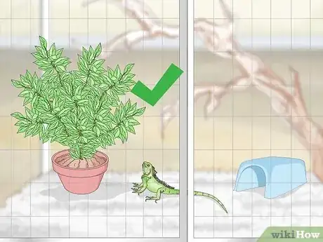 Imagen titulada Care for an Iguana Step 9