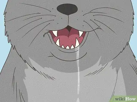 Imagen titulada Tell if a Cat Has a Sore Throat Step 4