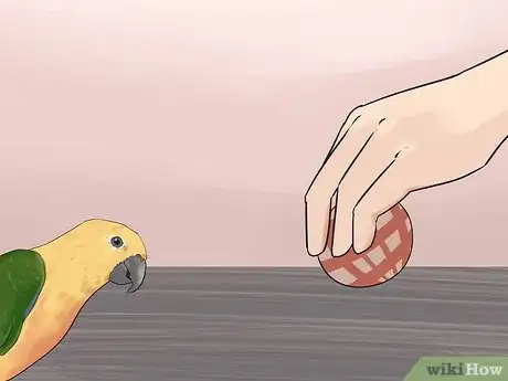 Imagen titulada Entertain a Conure Step 10