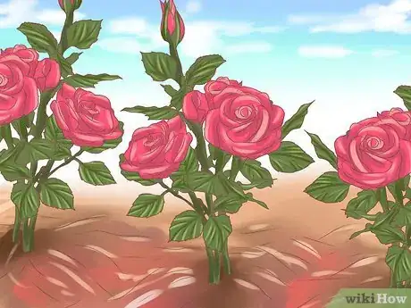 Imagen titulada Make Roses Last Longer Step 9