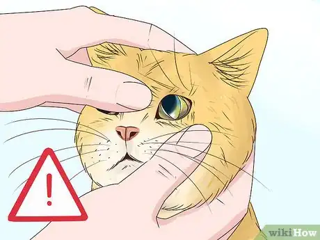 Imagen titulada Diagnose and Treat Blepharitis in Cats Step 4