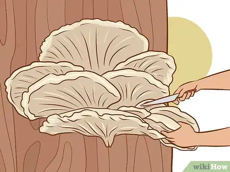 Imagen titulada Grow Edible Mushrooms Step 17