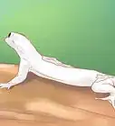 cuidar a un geco casero