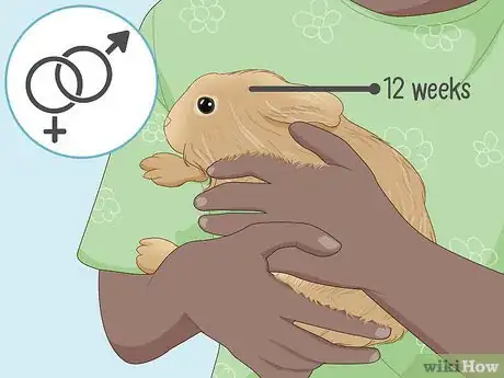 Imagen titulada Care for a New Pet Rabbit Step 20