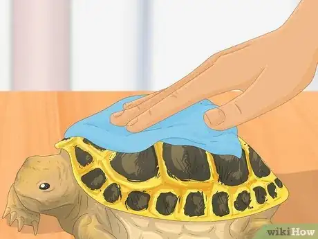 Imagen titulada Bathe a Russian Tortoise Step 12