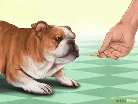 Imagen titulada Reprimand a Pet Step 1