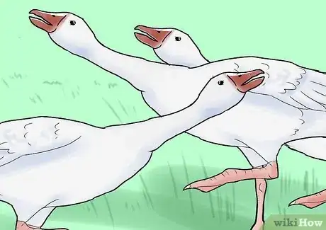 Imagen titulada Care for a Goose Step 4