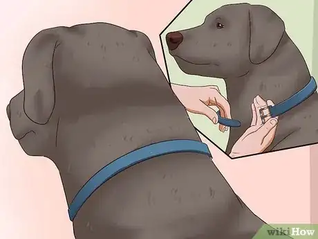 Imagen titulada Kill Fleas on Dogs Step 5