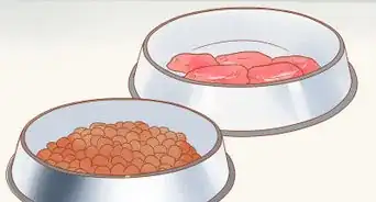 cuidar a tu perro si acaba de vomitar