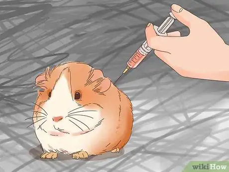 Imagen titulada Treat Mites and Lice in Guinea Pigs Step 5