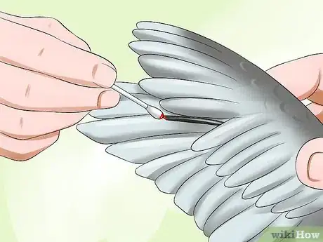 Imagen titulada Clip a Cockatiel's Flier Feathers Step 11