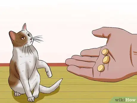 Imagen titulada Have Multiple Cats Step 11