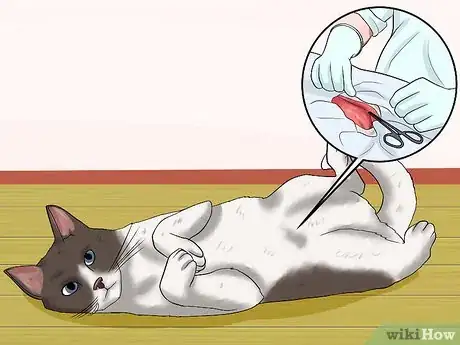 Imagen titulada Have Multiple Cats Step 17