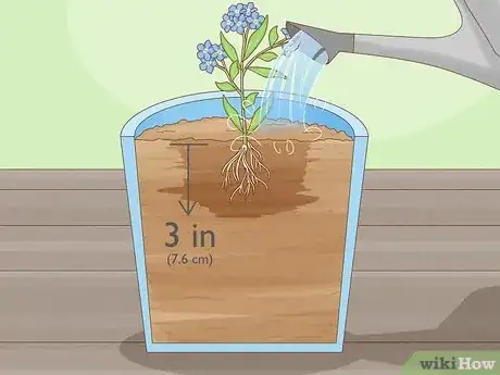 Imagen titulada Plant Forget Me Not Seeds Step 10