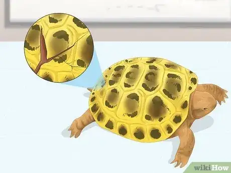 Imagen titulada Bathe a Russian Tortoise Step 11