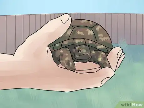 Imagen titulada Care for Your Box Turtle Step 14
