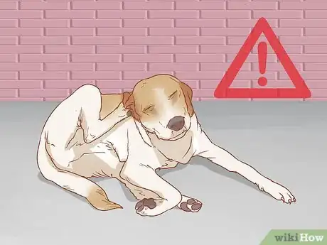 Imagen titulada Remove Sticky Barbed Seeds from Your Dog's Fur Coat Step 9
