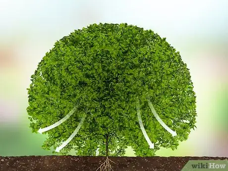 Imagen titulada Trim Evergreen Bushes Step 12