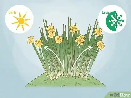 Imagen titulada Transplant Daffodils Step 1