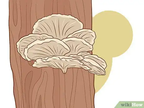Imagen titulada Grow Edible Mushrooms Step 14