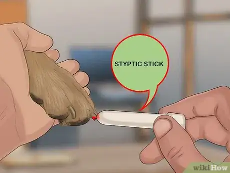 Imagen titulada Stop a Dog from Bleeding Step 12