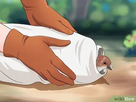 Imagen titulada Care for an Injured Wild Bird That Cannot Fly Step 9